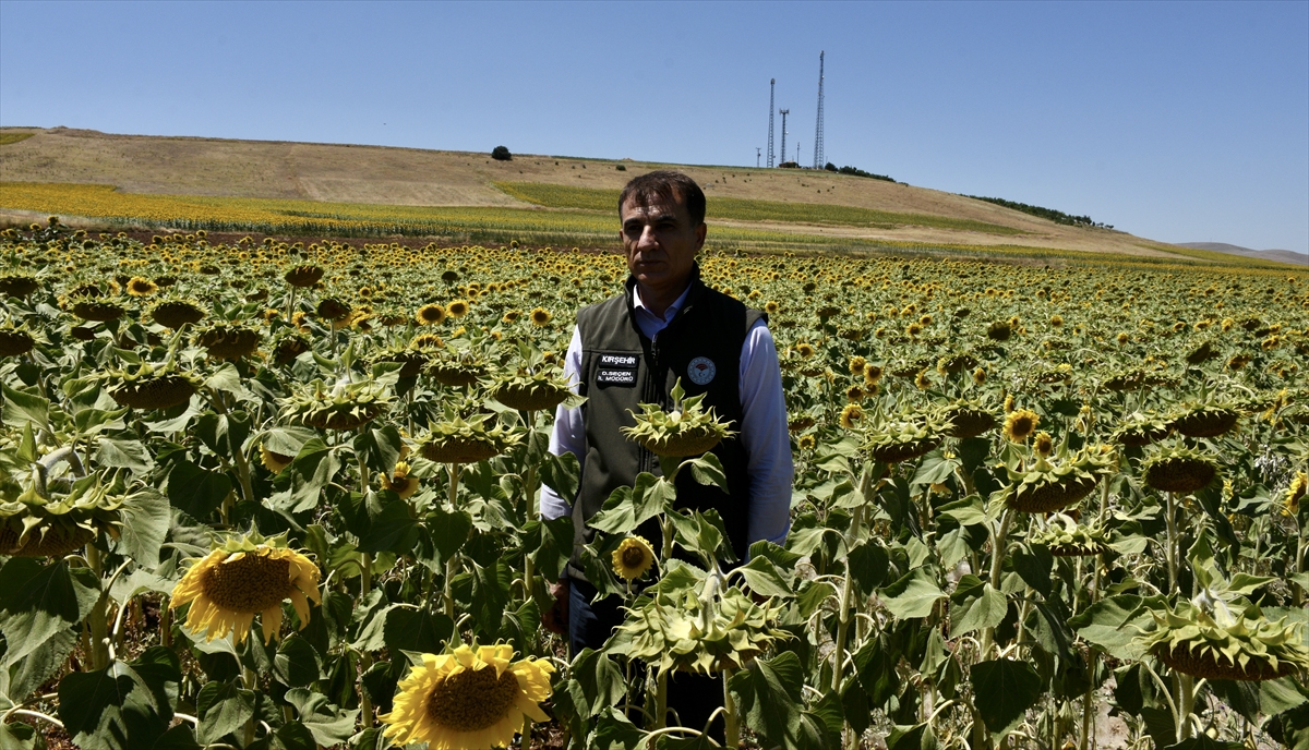 Kırşehir'de atıl tarım arazileri ayçiçeği ile değerlendiriliyor