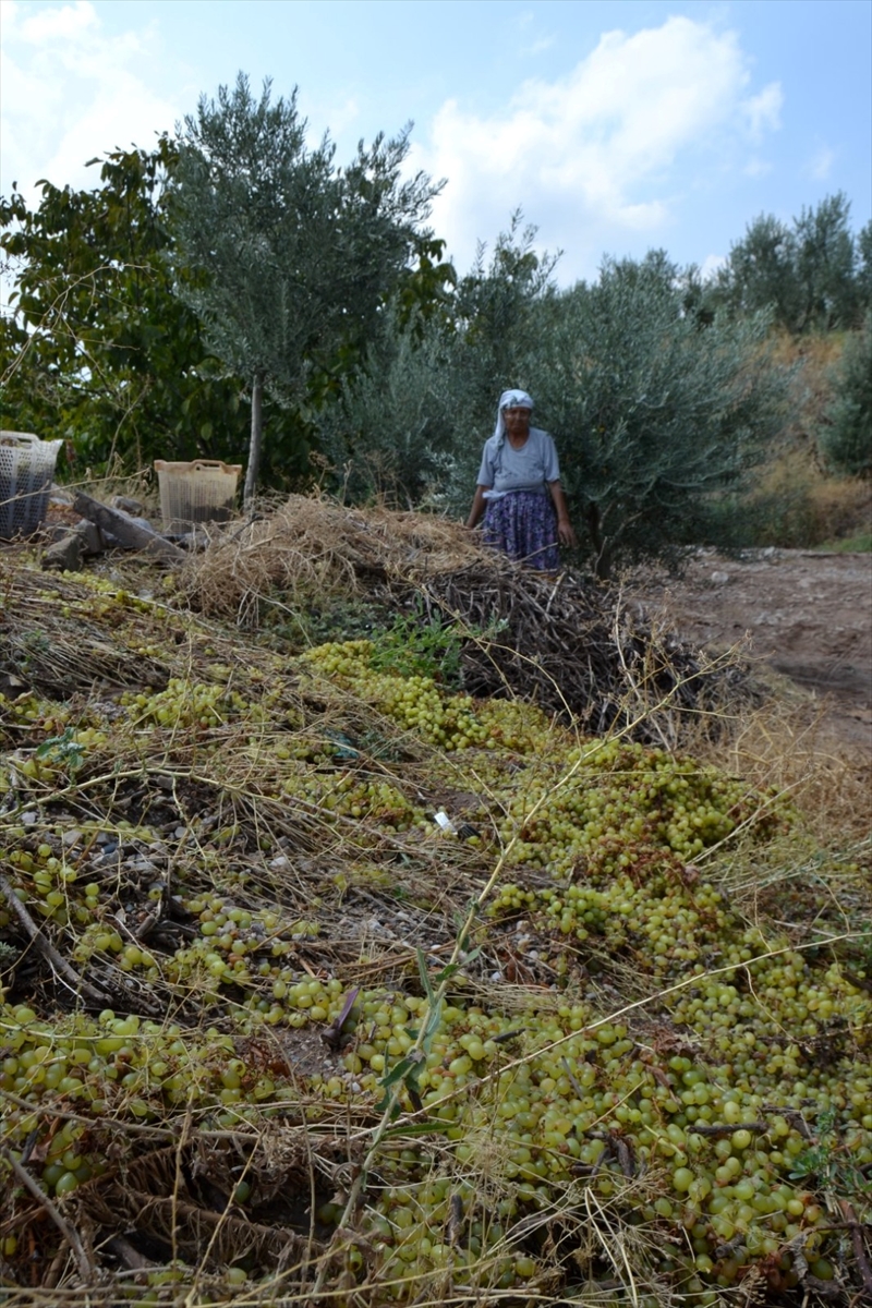 Manisa'da kurutmaya bırakılan üzümler sel sularına kapıldı