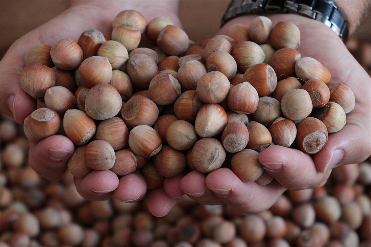 Sakarya'da ilk fındık alımı gerçekleştirildi