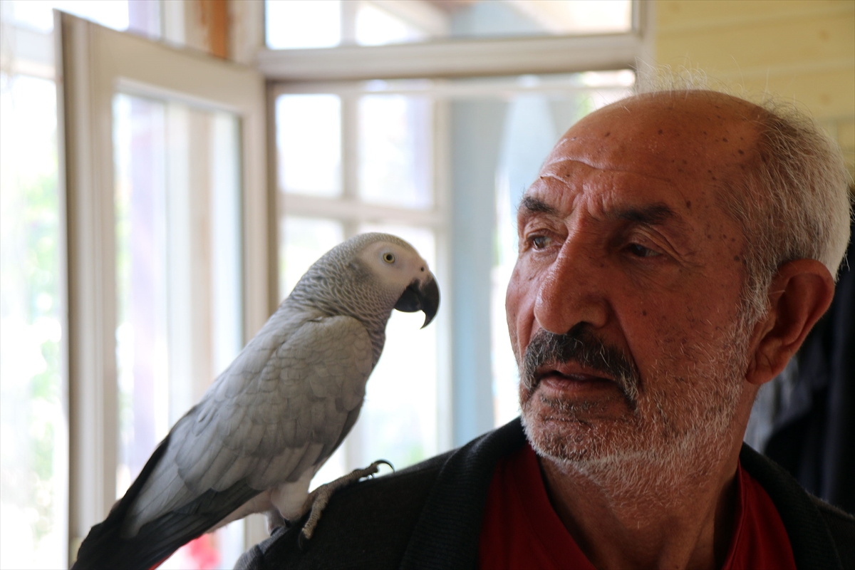 Sivas'ta 3 gün önce kaybolan papağanları “Sultan”a kavuşan çift mutluluk yaşadı