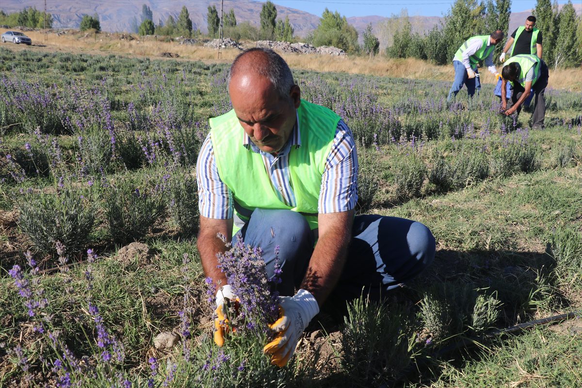 Erzincan'da deneme amaçlı ekilen lavanta çiftçiye alternatif ürün olacak