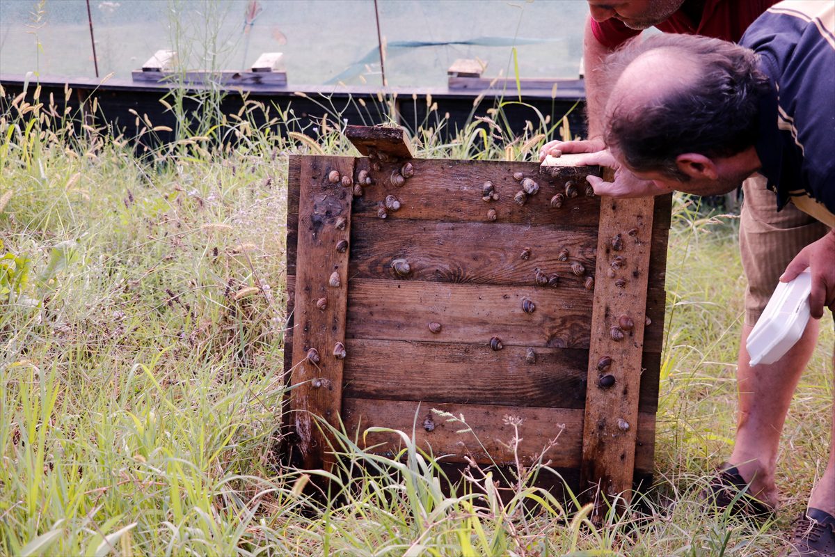 Kocaeli'de kurulu salyangoz çiftliği İspanya'daki restoranların ihtiyacını karşılıyor