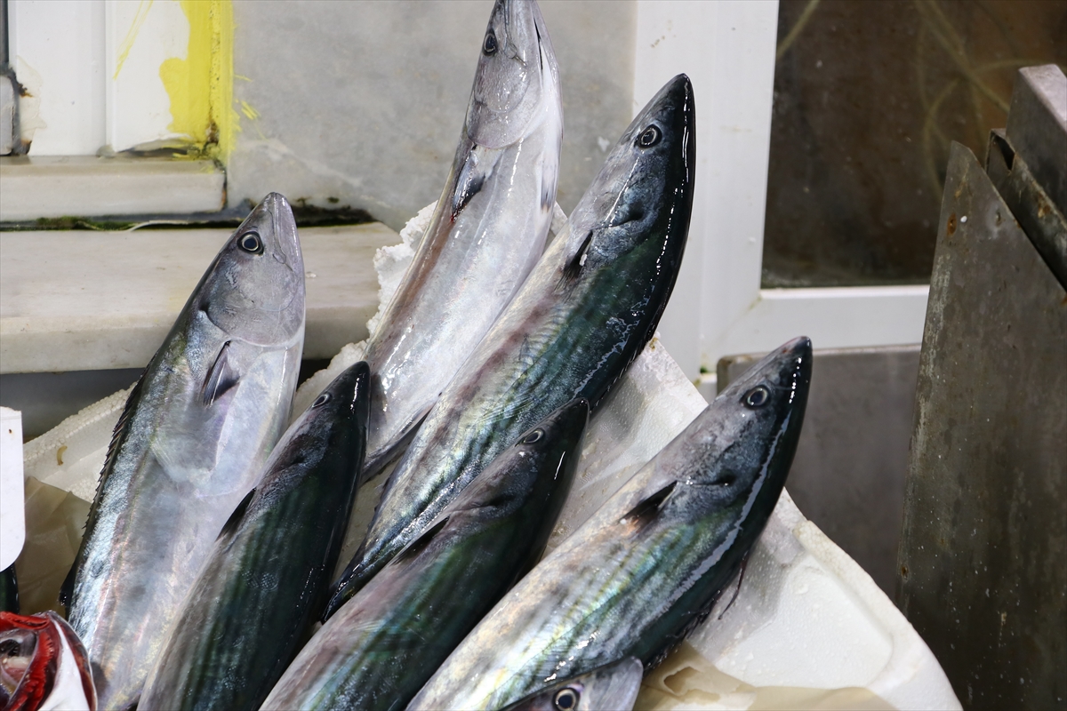 Marmara'da palamut bollaştıkça tezgahtaki fiyatı da düşüyor