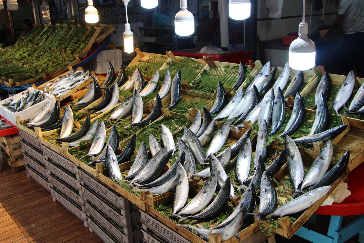 Bandırma Su Ürünleri Hali'nde sezonun ilk ayı palamut bolluğuyla geçti