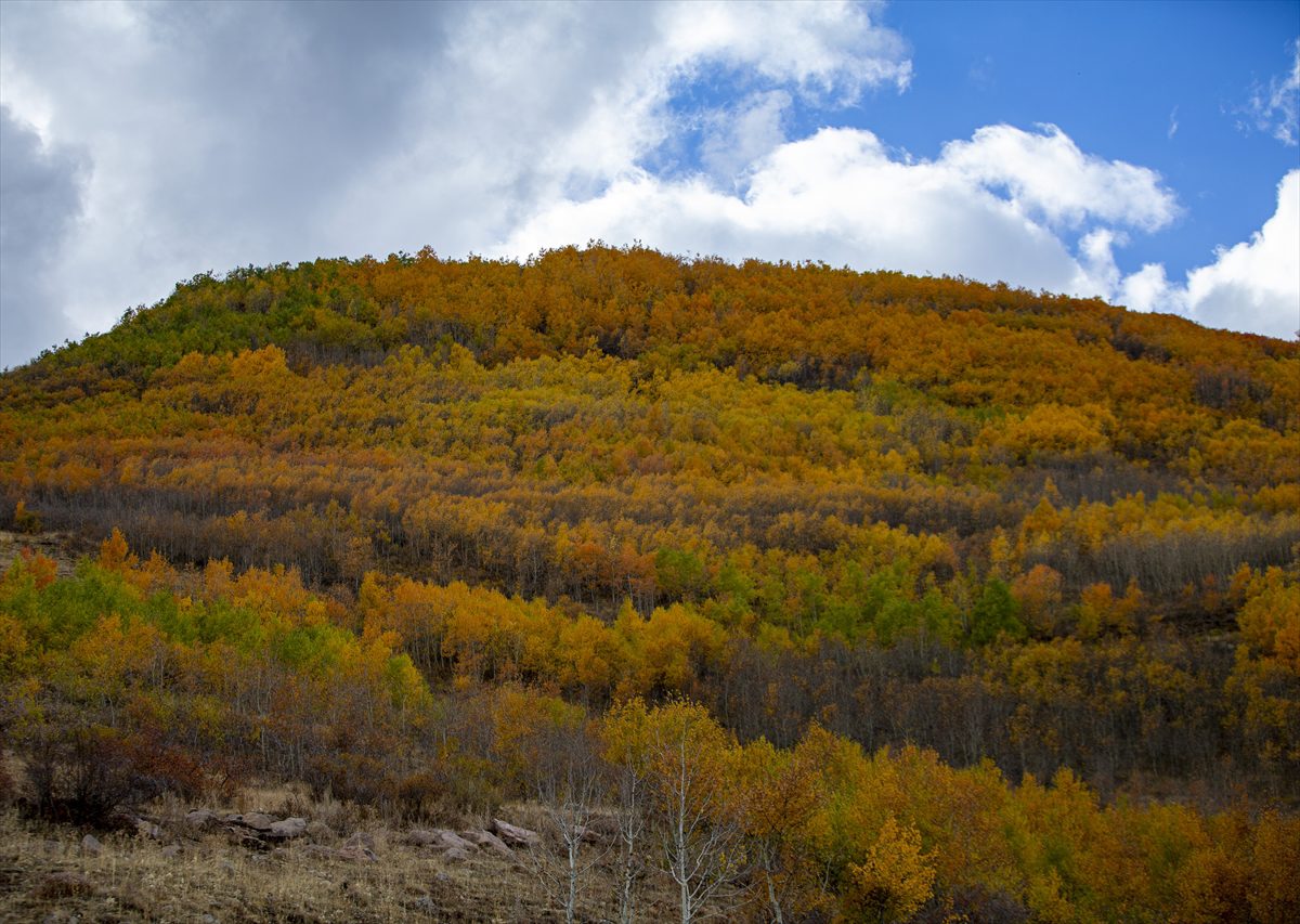 Erzurum'un dağlarında sonbahar renkleri yaşanıyor