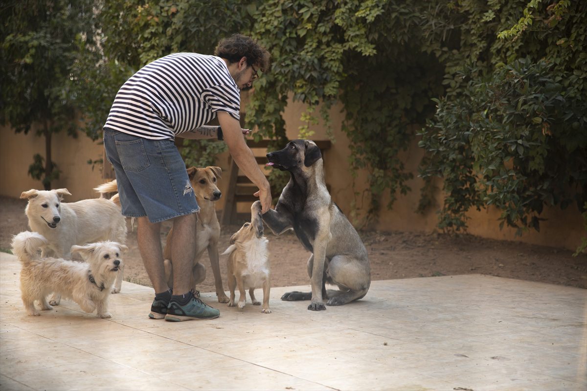 Filistinli hayvansever Erbil'deki evcil hayvan otelinde kedi ve köpekleri ağırlıyor