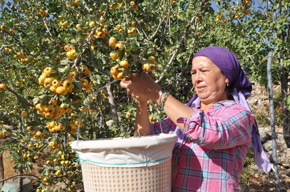 Mersin'de emekli çift sirke yapmak için ektikleri alıçları gelire dönüştürdü