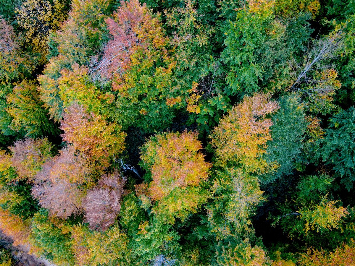 Kastamonu'daki Loç Vadisi ziyaretçilerini sonbahar renkleriyle ağırlıyor