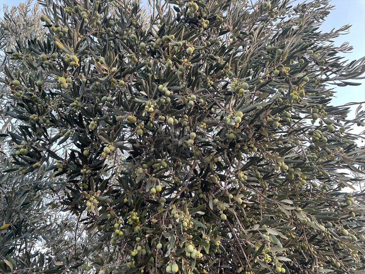 Kilis'in asırlık ağaçlarından elde edilen tescilli zeytinyağına yurt dışından talep