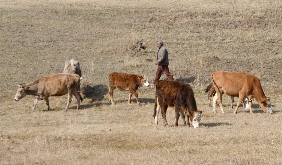 Memleketinin güzelliklerini dörtlüklerle anlatan Karslı çobanın “şiir” tutkusu