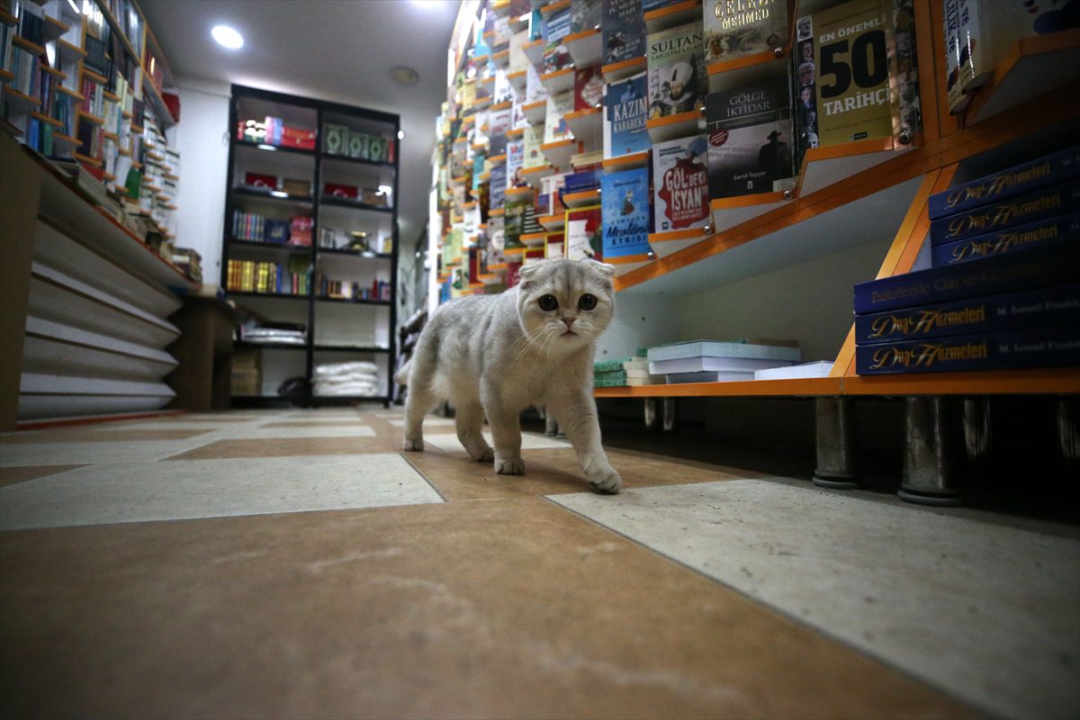 Düzce'deki depremde kaybolduktan sonra kavuştuğu kedisini yanından ayırmıyor