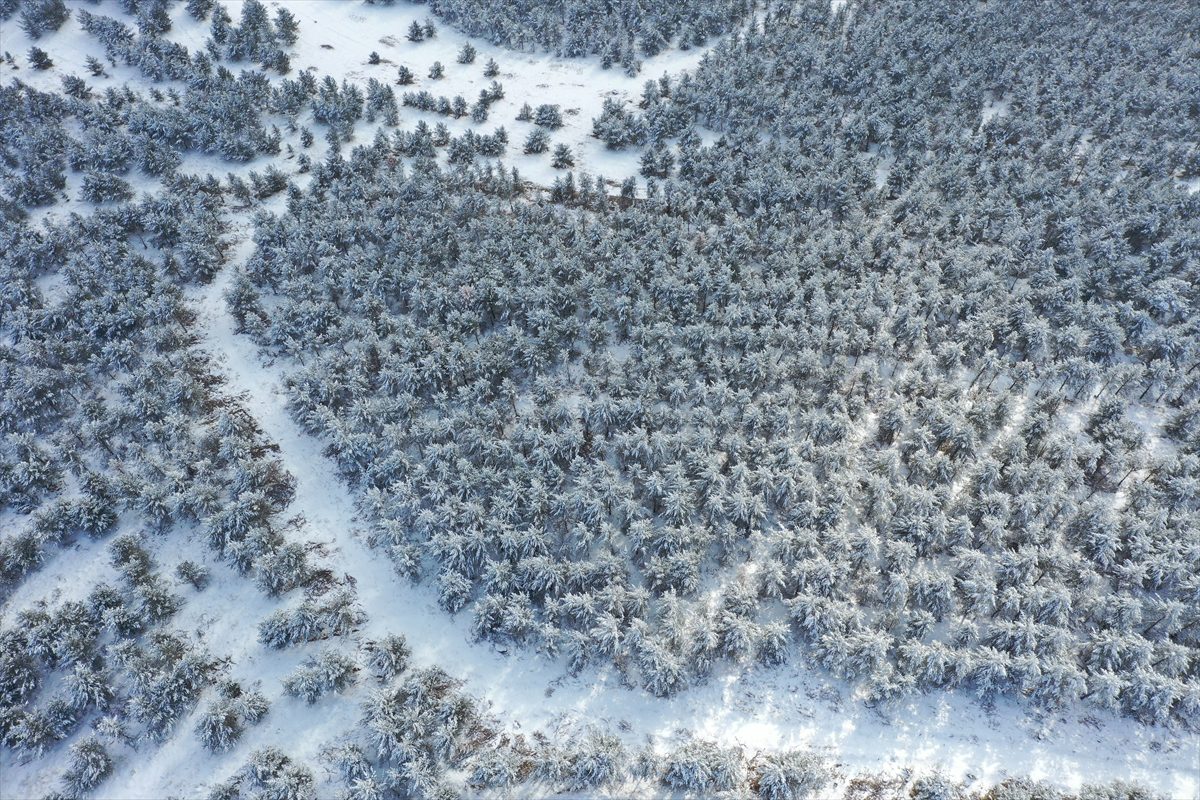 Karla kaplanan sarıçam ormanları dronla görüntülendi