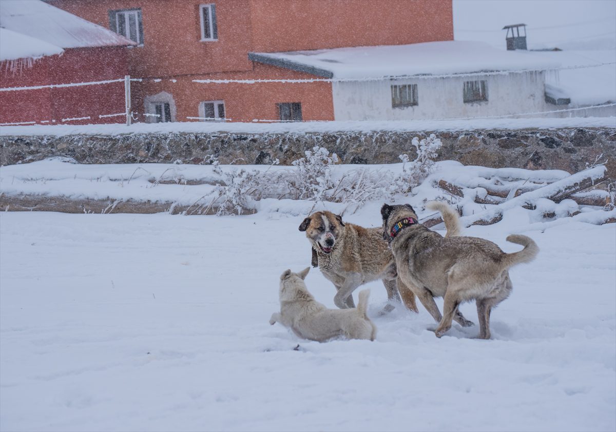 Ardahan'da kar, Erzurum ve Kars'ta soğuk hava etkili oluyor