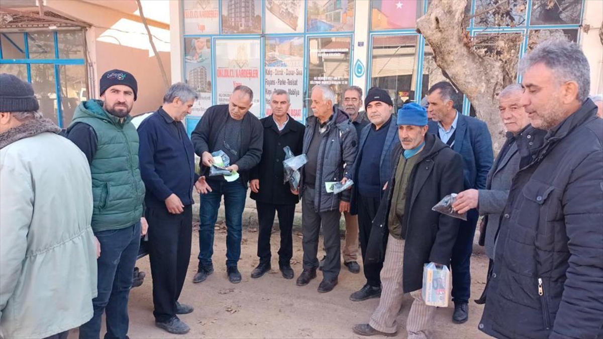 Kahramanmaraş'ta tarım alanlarını istila eden farelerle “zehirli buğdaylı” mücadele