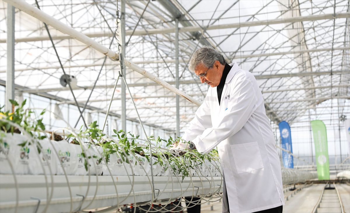 Seracılık Mükemmeliyet Merkezi'nde bu yıl domates üretimi artırılacak