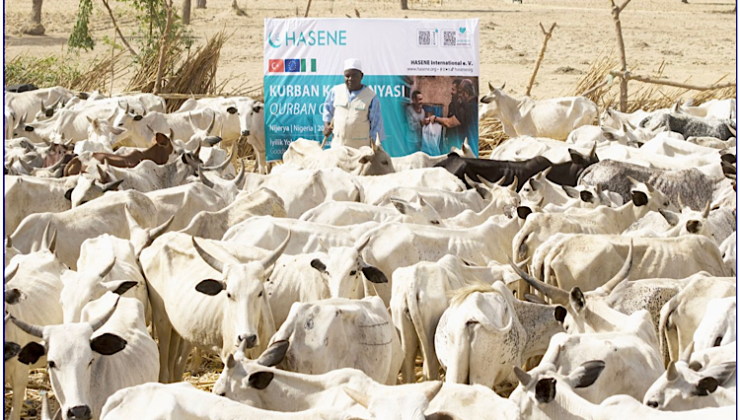 HASENE 245 bin 457 adet vekâlet kurbanı kesti